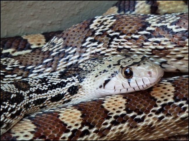 gopher snake closeup
